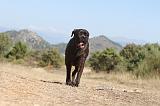 CANE CORSO 111